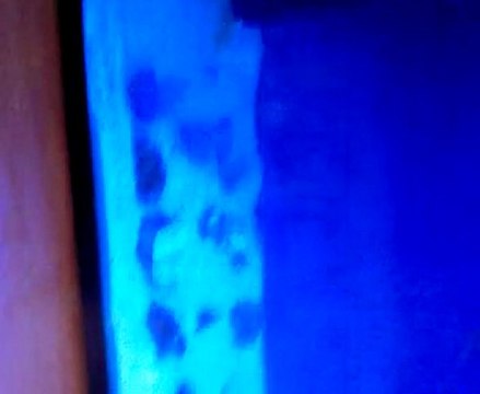 Malawi akvaryumum(Kaya eklenmiş hali)