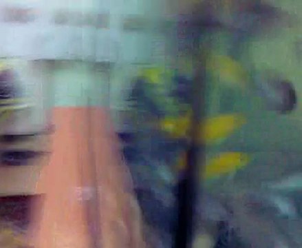 Malawi akvaryumum(Kaya eklenmiş hali ışık kapalı)