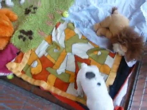 CHIOTS CHANIA-DEÏA & AL CAPONE 41 JOURS