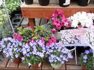 My Ctiy Osaka 大型園芸店で見たお花 BGM：シャ乱Ｑ【いいわけ】