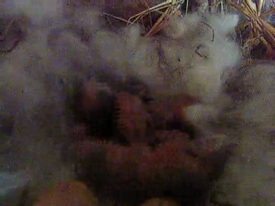 bébés de Dezzy à 2jours