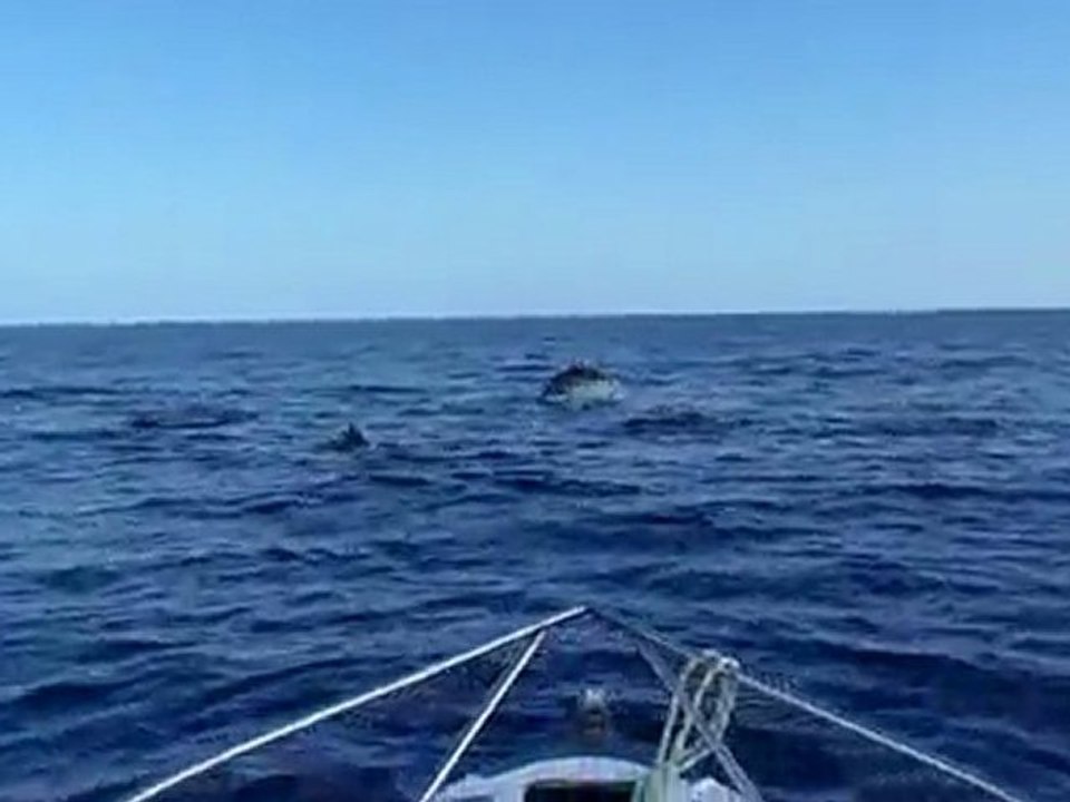 Bird Island Dauphins 2