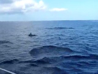 Bird Island Dauphins 4