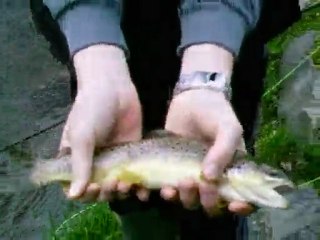 truite fario de 32 cm