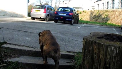 rencontre avec copains caniches