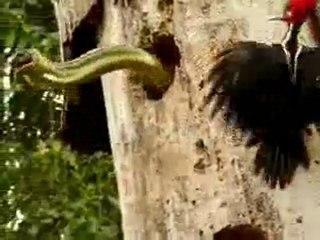 Woodpecker نقار الخشب