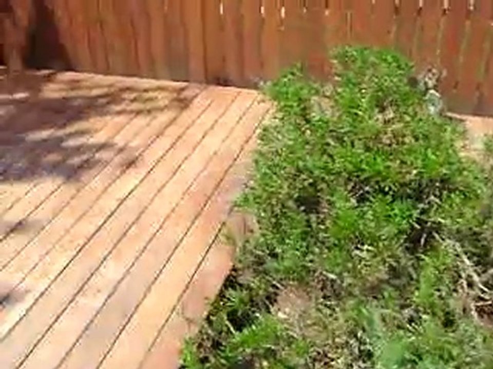 Sierra: Video 1