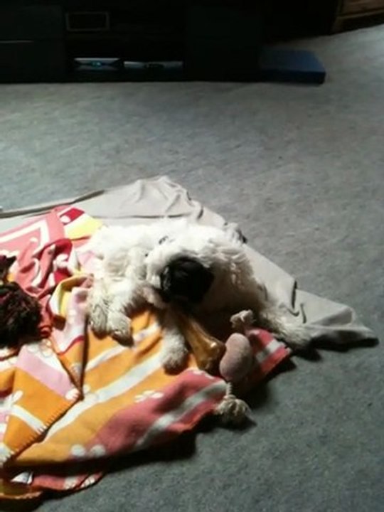 Tamba et l'os de Taurus