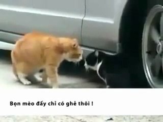 Cuộc nói chuyện giữa hai con mèo