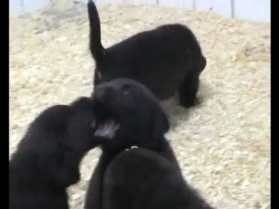 Chiots labradors chocolats issus de Cedarwoods Mogambo