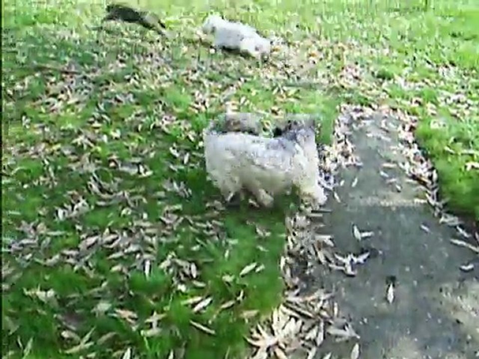 les chiens