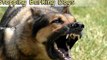 Stopping Barking Dogs-Top 4 Tips On Stopping Barking Dogs
