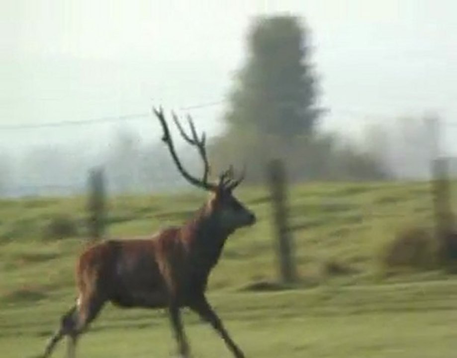 Grand vieux cerf
