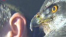 Falconry - Hunting with birds of prey
