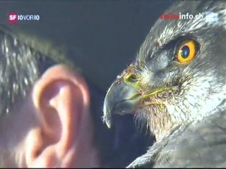 Falconry - Hunting with birds of prey