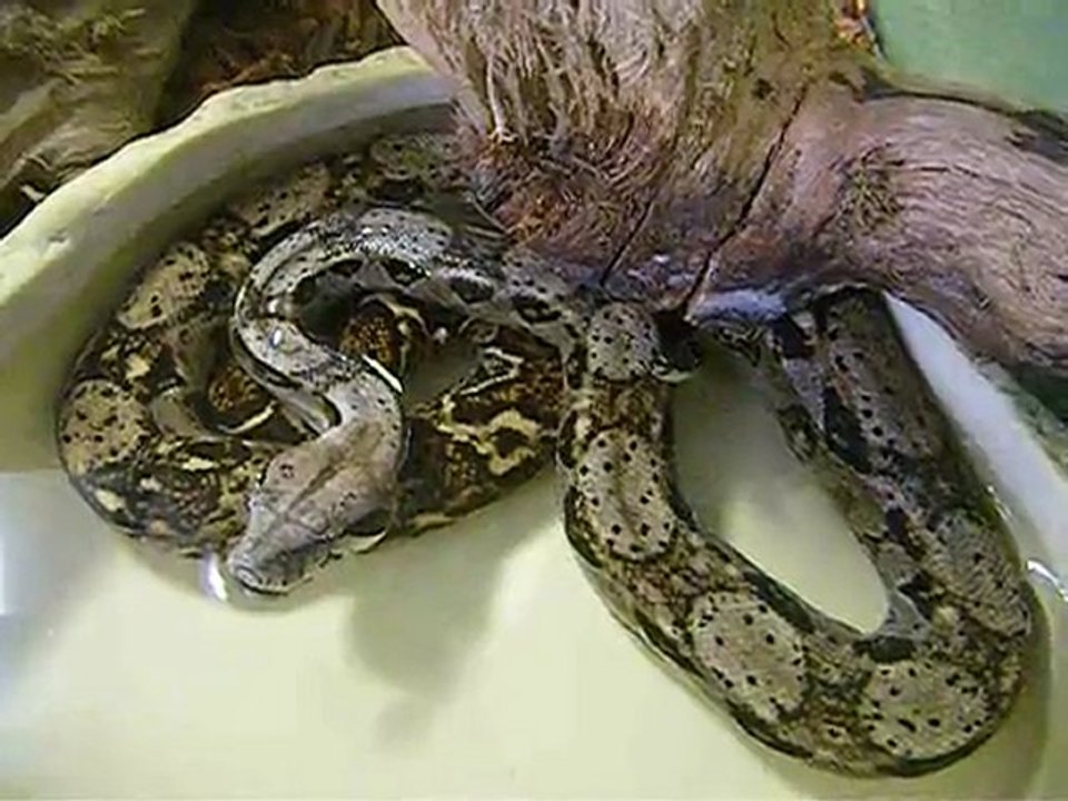 boa qui ce baigne !!!!