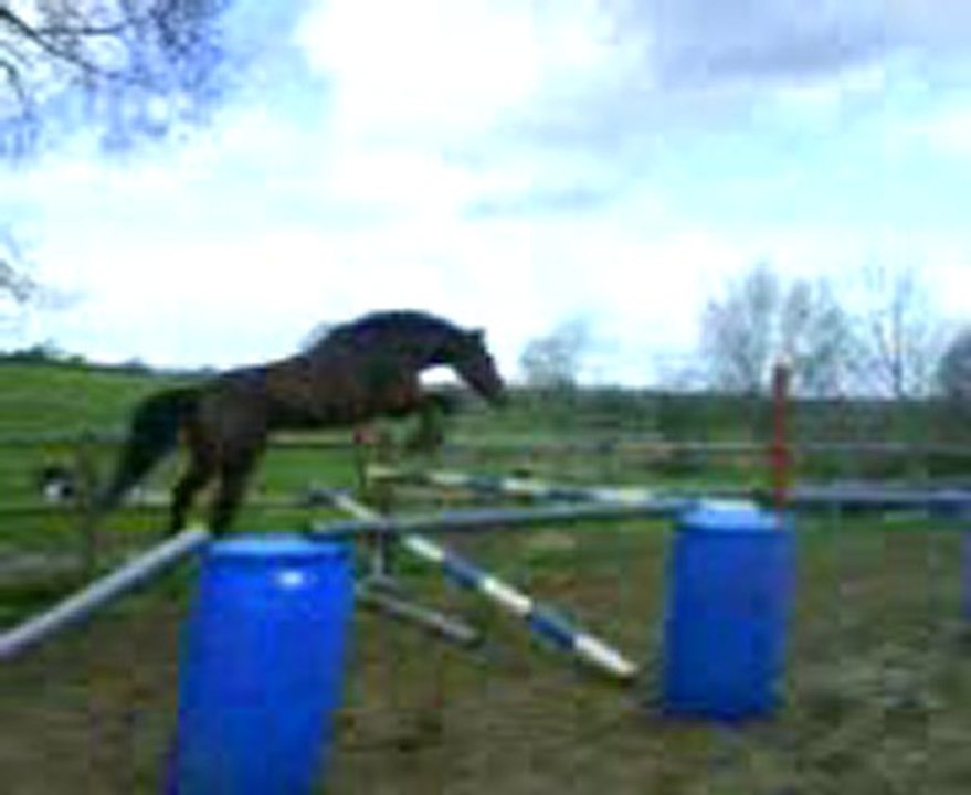 selmar, premmiers sauts en liberté: ici sur le droit