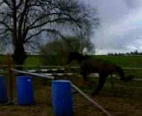 Selmar sur l'oxer pour finir sa séance en beauté !!!