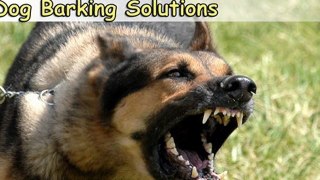 Dog Barking Solutions-Top 3 Dog Barking Solutions