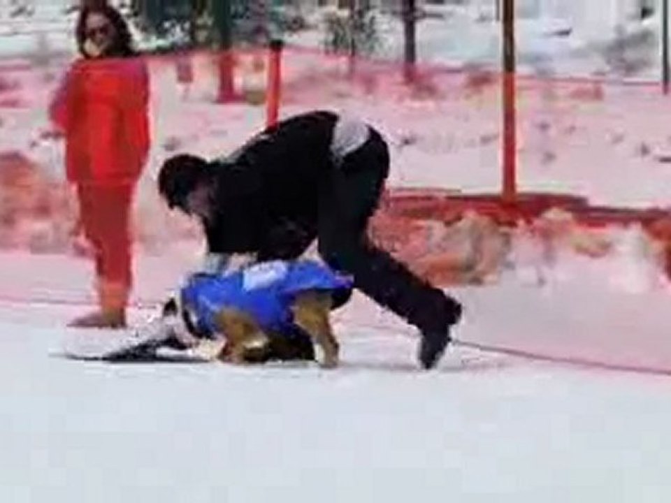 Dog boarders