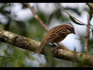 Tic TICO-TICO NO FUBÁ - Instrumental Tenor Sax