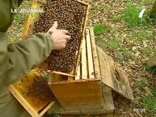 Les apiculteurs piquent une colère (Campbon)