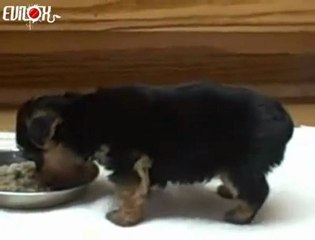 chiot-leve-train-arriere-en-mangeant