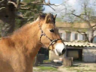 Fire en mode je veux plus galoper mdr