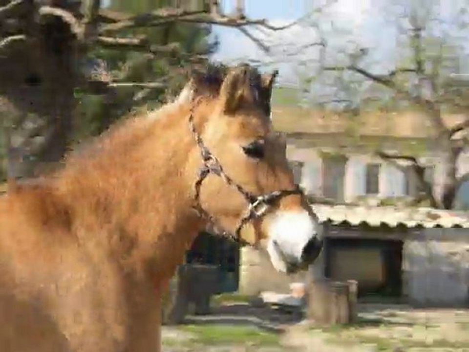 Fire en mode je veux plus galoper mdr