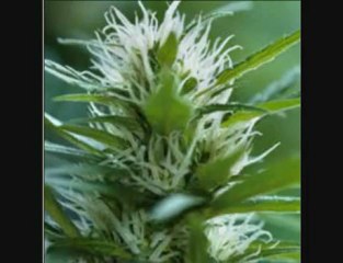 Las Drogas y sus principales efectos