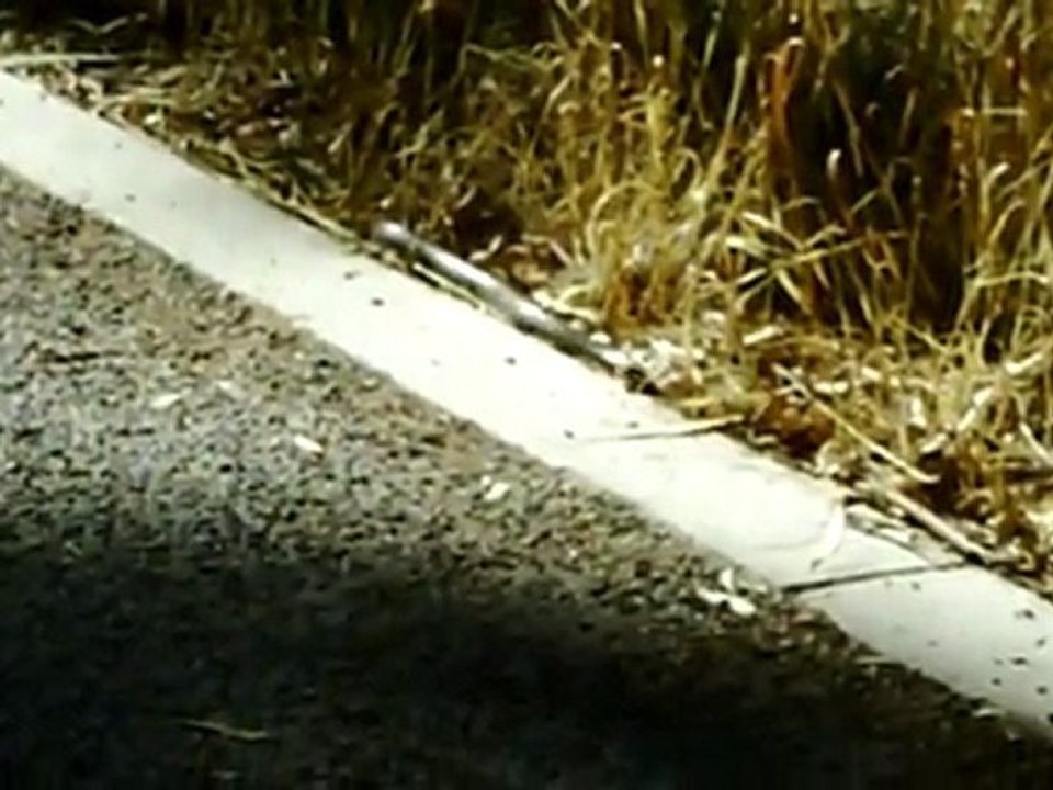 common brown snake
