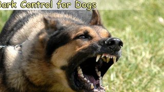 Bark Control for Dogs-Top 6 Tips On Bark Control for Dogs