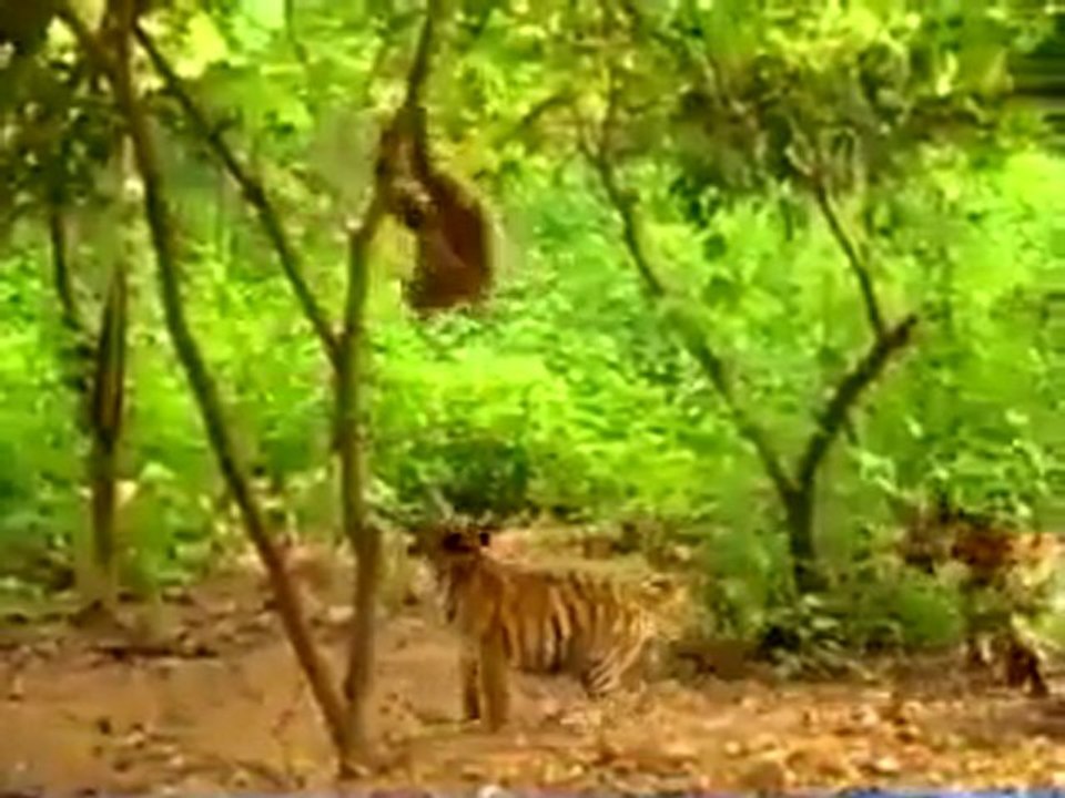 maymun kaplanlarla kafa buluyor