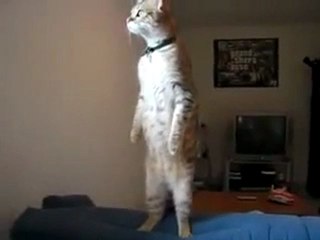 Un chat qui tient debout