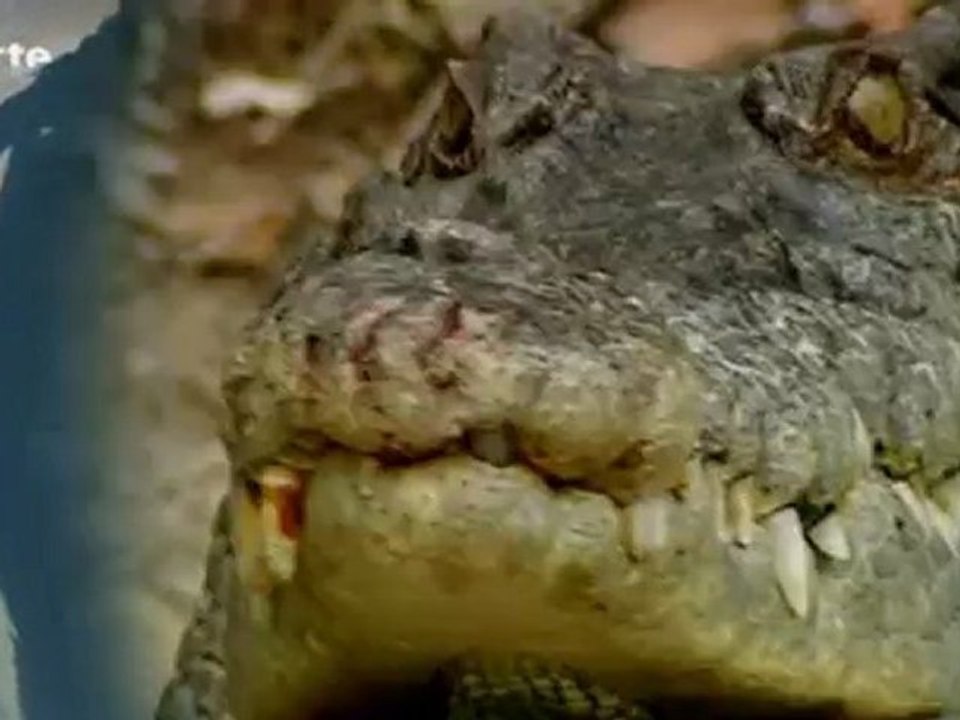 Protegez vous votre planet? Natures Fortes - Australie,