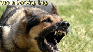 Stop a Barking Dog-Top 6 Tips On How to Stop a Barking Dog