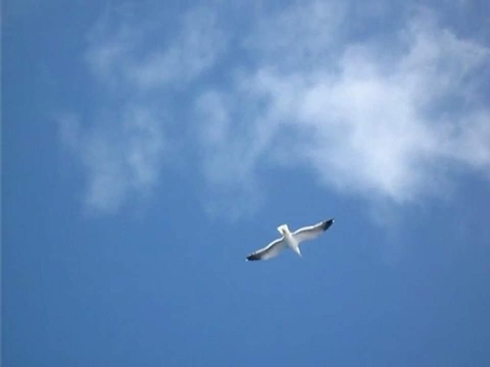 la mouette