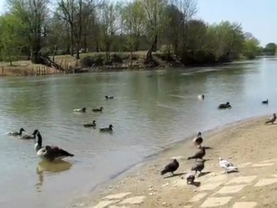 canards au fil de l'eau