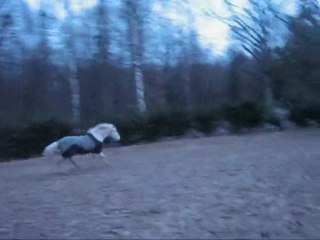 saut obstacle avec réglisse et kiki_0001