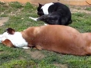 double you 58 jours de gestation