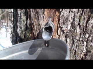 La saison des sucres printemps 2010 a été très hâtif