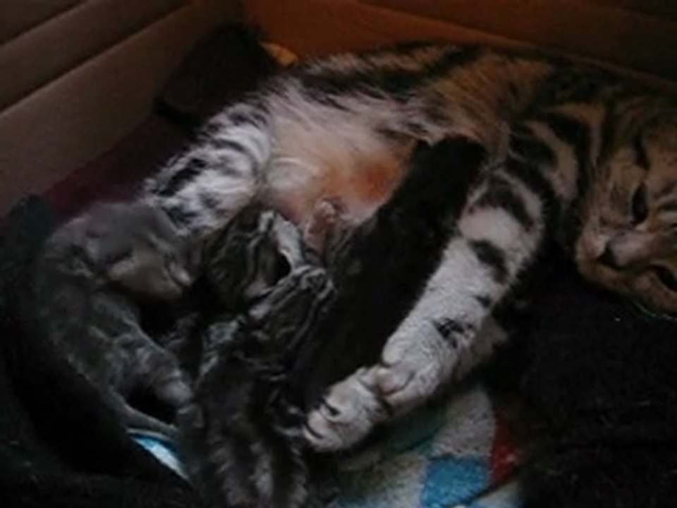 Cinq petits chatons !