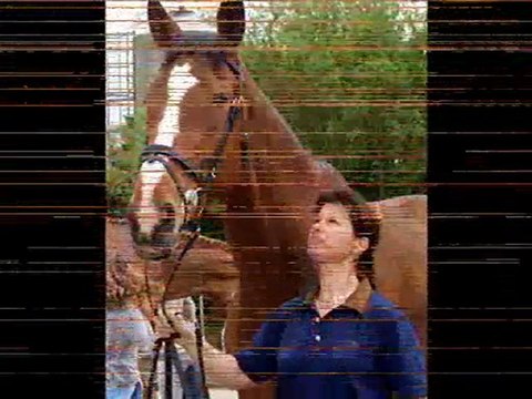 Quelques races de chevaux connus