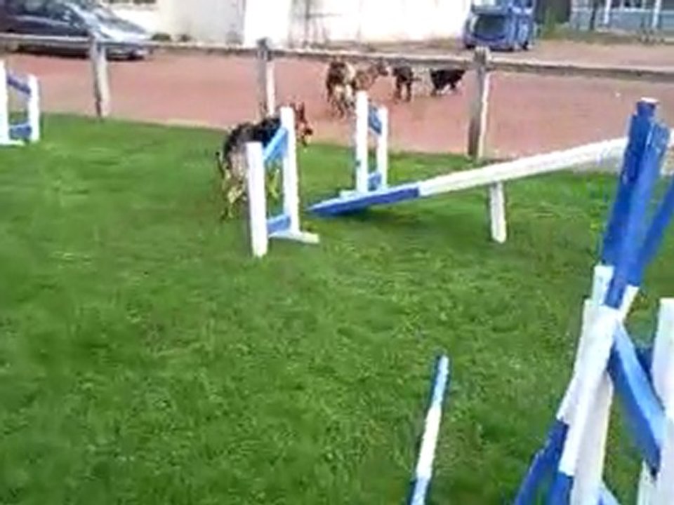 Petite détente de quelques chiens des 7 Vallées d'Auchel