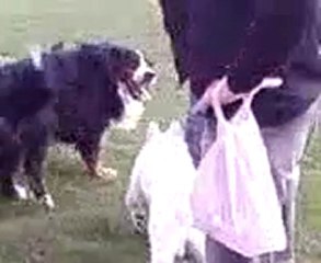 Vidéo jeu chiens