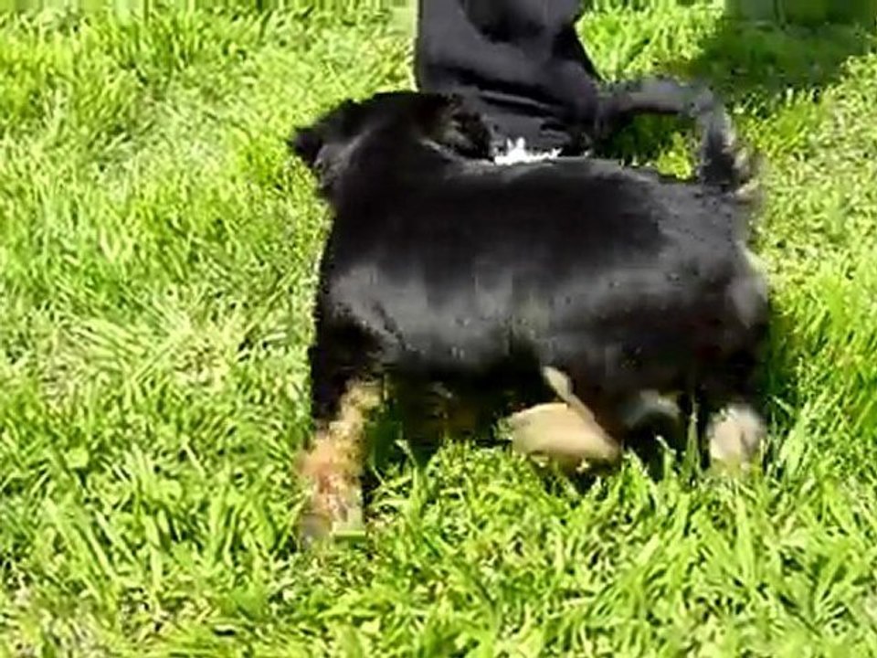 Funambule et la troupe