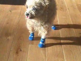 Dog Sock Review - Older Dogs Get a Grip