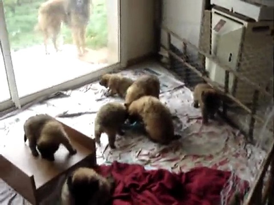 les trésors berger belge tervueren de Dyxie avril 2010