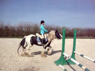 Piebald, étalon irish cob et Baptiste 10 ans