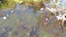 tadpoles in our pond 2010